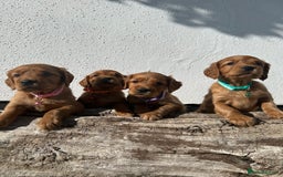 Mixed Breed dogs for sale: Beautiful litter of Golden Irish Puppies  - Image 1