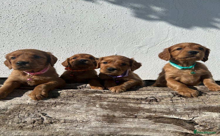 Mixed Breed dogs - Advert 3