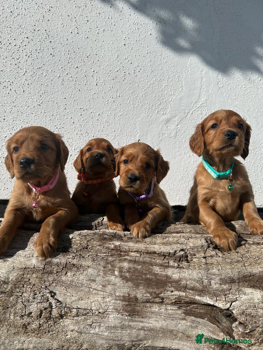 Mixed Breed dogs for sale: Beautiful litter of Golden Irish Puppies  - Image 1