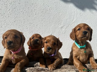 Mixed Breed dogs - Advert 4