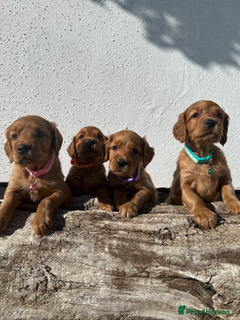 Mixed Breed dogs - Advert 13