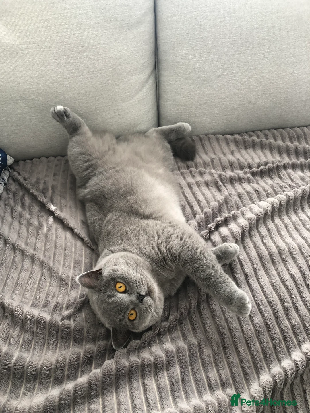 Brazilian Shorthair cats for sale: Short hair female  - Advert 2