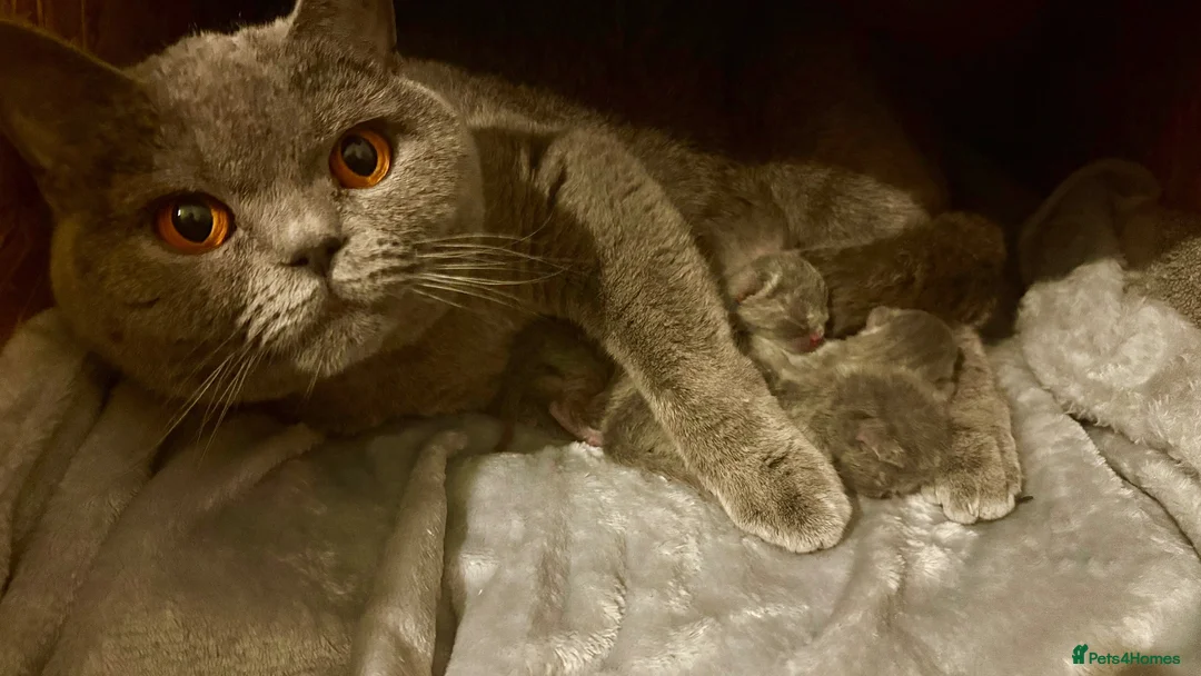 British Shorthair cats for sale: Chunky Pedigree British Shorthair Kittens - Advert 1