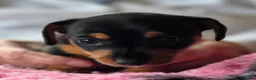Jack Russell dogs for sale: Beautiful Jack Russell puppies in Banff - Advert 9