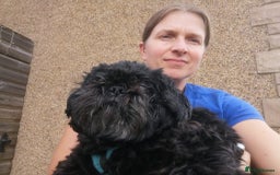 Shih Tzu dogs for adoption: 💙🐶 LAURIE - a gentle 6-7 yo Shih Tzu boy🐶💙 - Image 4