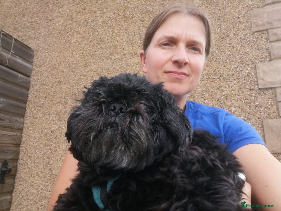 Shih Tzu dogs for adoption: 💙🐶 LAURIE - a gentle 6-7 yo Shih Tzu boy🐶💙 - Image 4