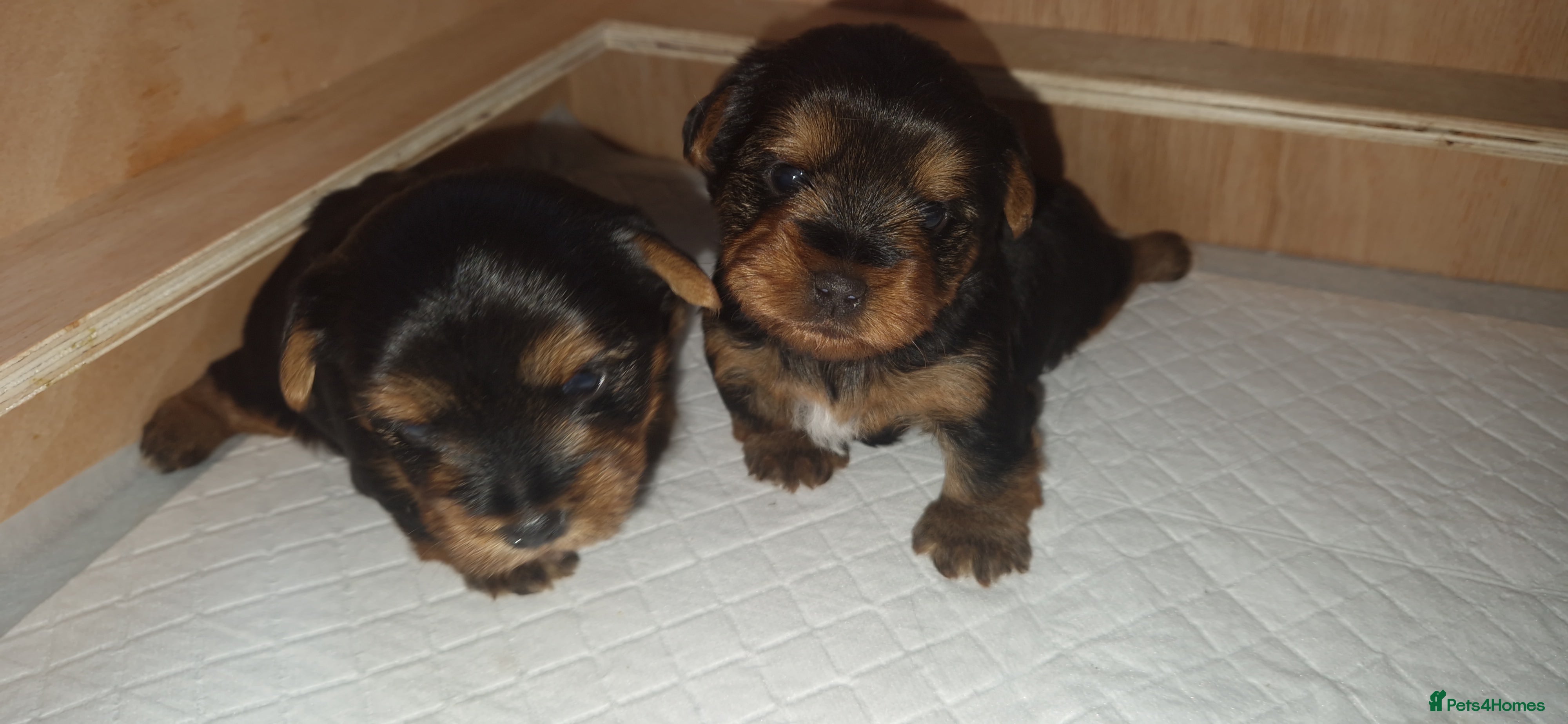 Yorkshire Terrier dogs Beautiful yorkshire terrier puppies for sale  - Advert 1