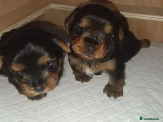 Yorkshire Terrier dogs Beautiful yorkshire terrier puppies for sale - Advert 1