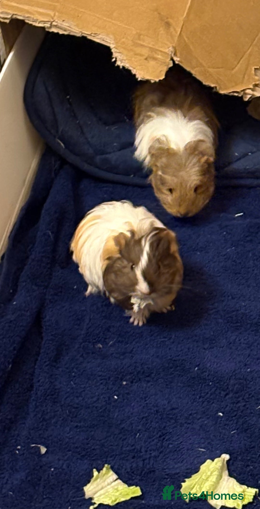 Guinea Pig rodents for sale: 2 Beautiful long haired girls  - Advert 4