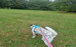 Mixed Breed dogs for sale: Husky/ dalmatian free - Image 5
