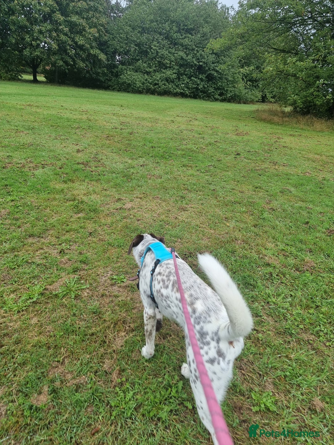 Mixed Breed dogs for sale: Husky/ dalmatian free - Image 5