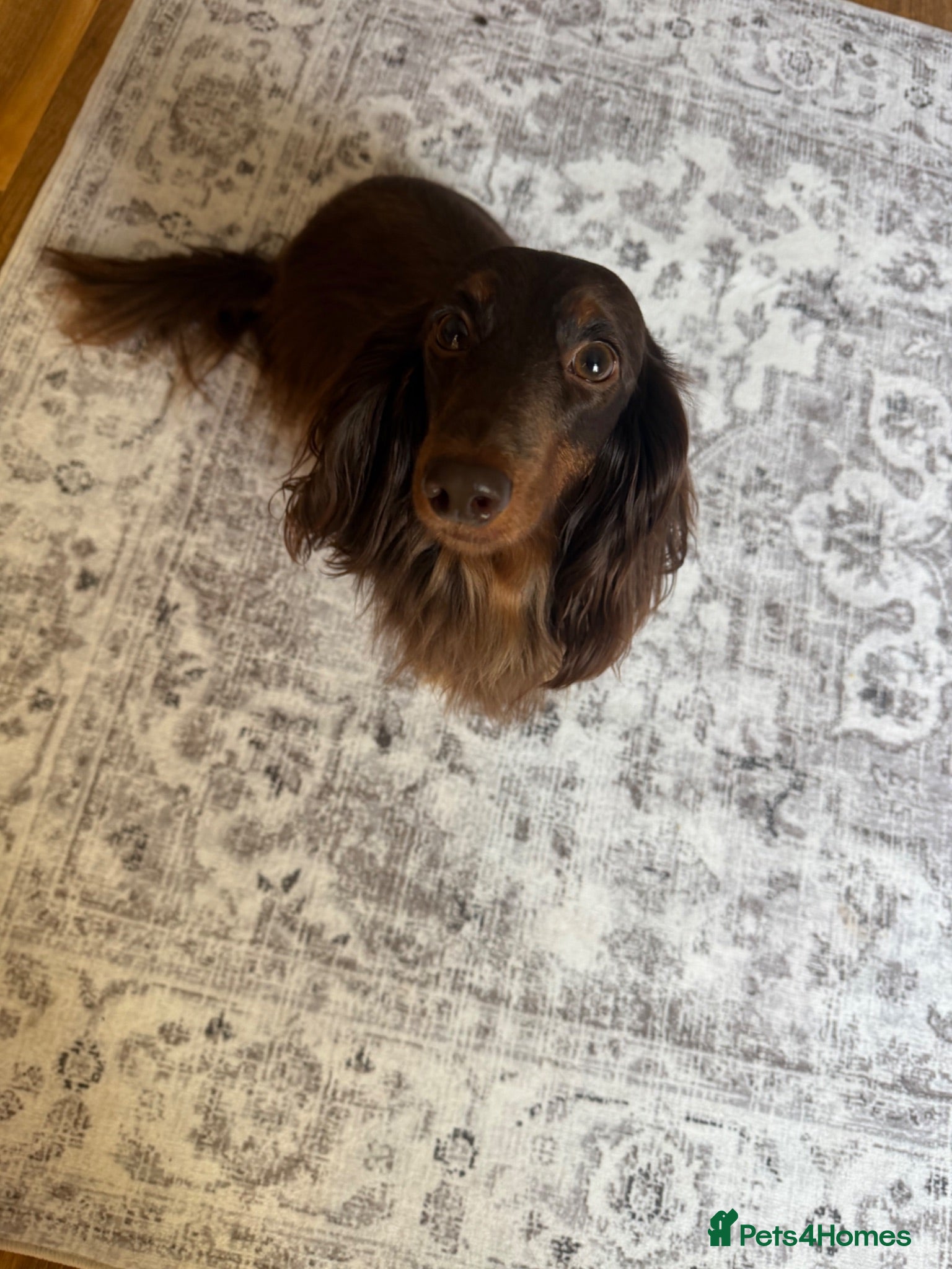 Miniature Dachshund dogs Long haired miniature dachshund x3 male - Advert 1