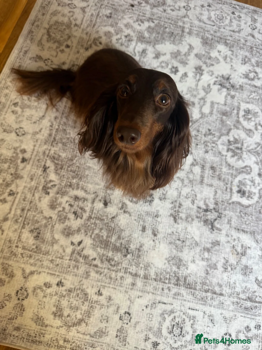 Miniature Dachshund dogs for sale: Long haired miniature dachshund x3 male - Advert 1