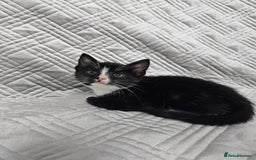 Mixed Breed cats for sale: Kittens for sale - Image 14