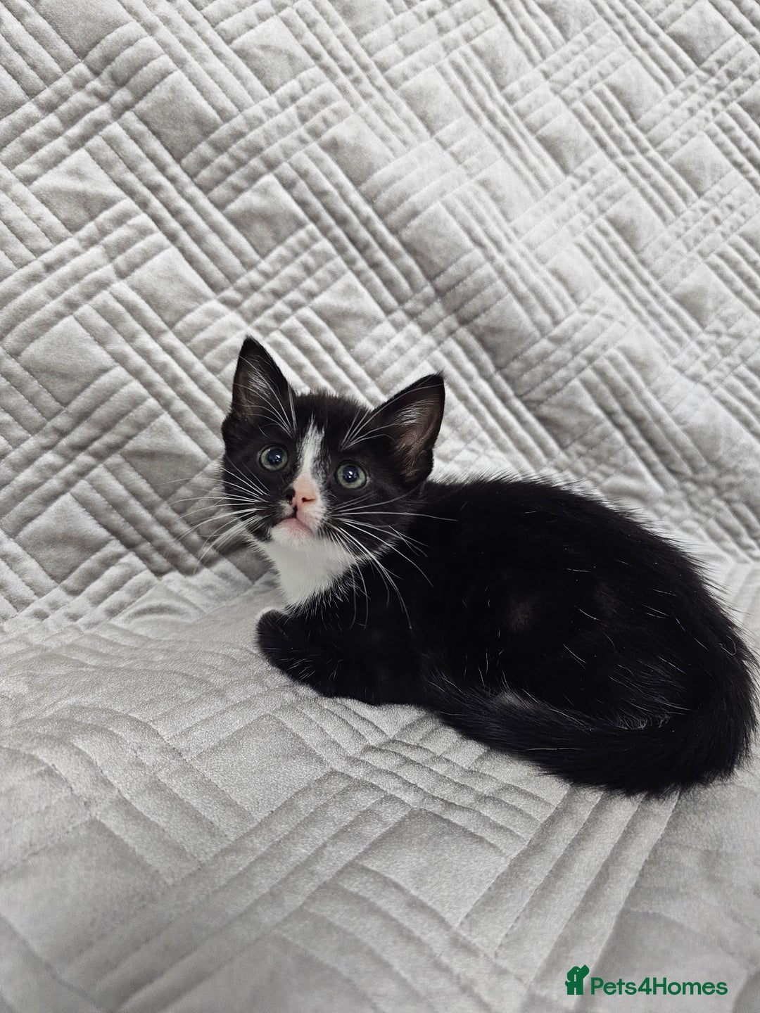 Mixed Breed cats for sale: Kittens for sale - Image 14