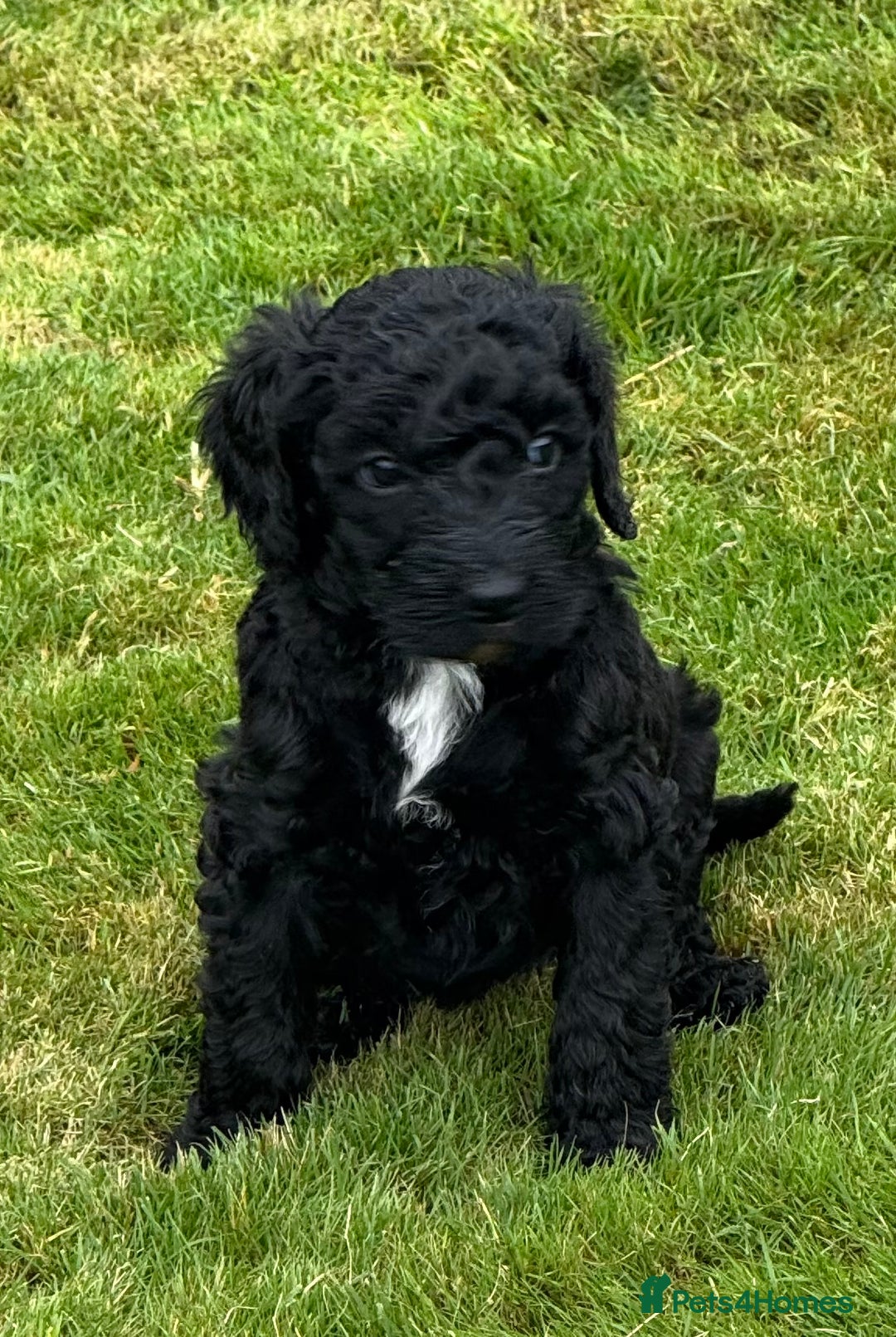 Mixed Breed dogs for sale: 🐾F3 Irish X Australian Labradoodle Puppies  - Advert 10