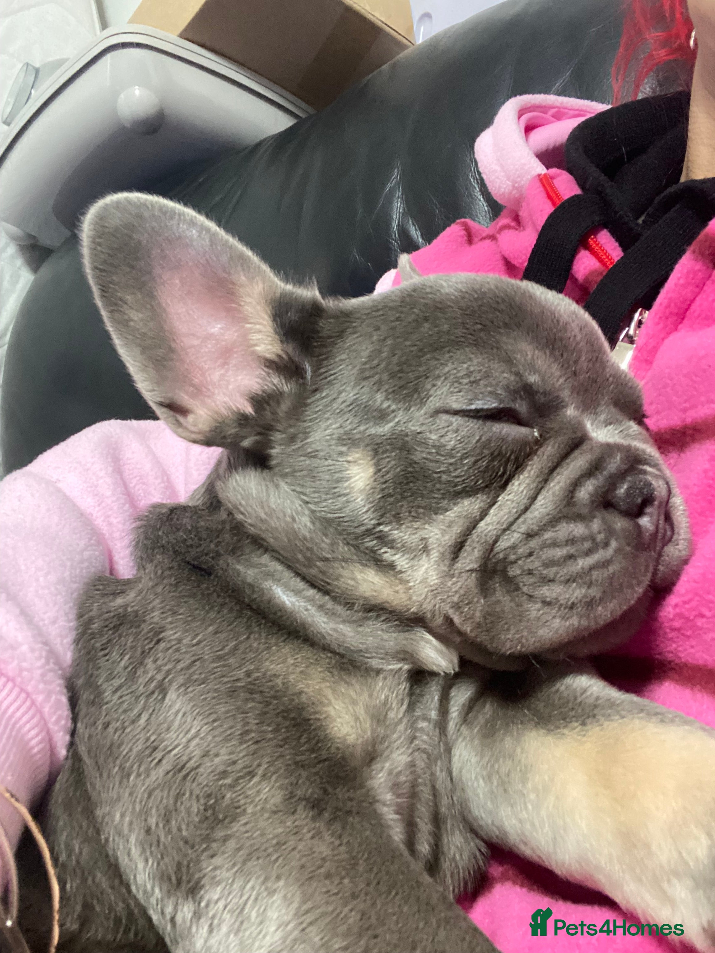 French Bulldog dogs Beautiful French Bulldog  - Advert 7