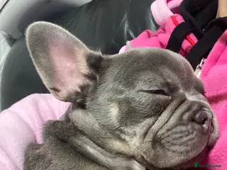 French Bulldog dogs Beautiful French Bulldog - Advert 3