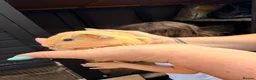 Guinea Pig rodents for sale: Last 4 left, next litter ready to leave 13th july - Advert 9
