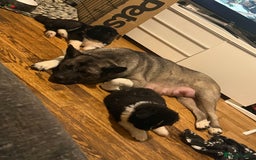 Akita dogs for sale:  American/ Japanese Akitas - Advert 9