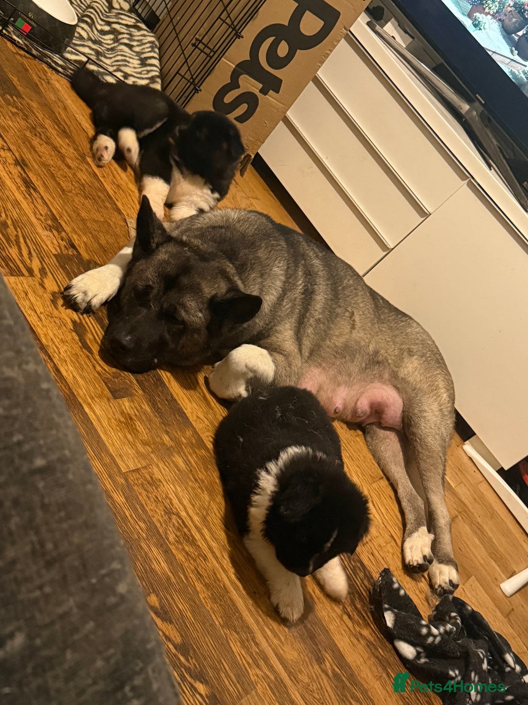 Akita dogs for sale:  American/ Japanese Akitas - Advert 9