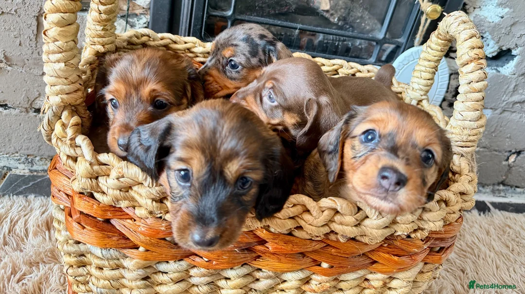 Miniature Dachshund dogs for sale: Beautiful Miniature Dachshund Puppies - Advert 1