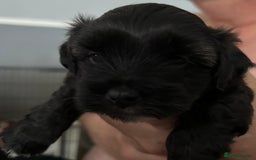 Maltipoo dogs for sale: Maltipoo puppies  - Image 6