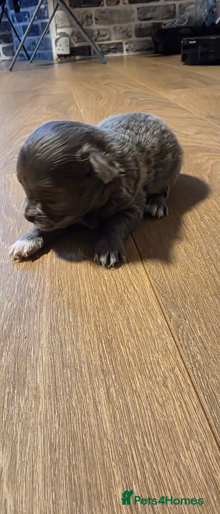 Chihuahua dogs for sale: Long & short haird chihuahua puppies  in Wirral - Advert 13