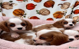 Cavalier King Charles Spaniel dogs for sale: Cavalier king Charles puppy's  - Image 7