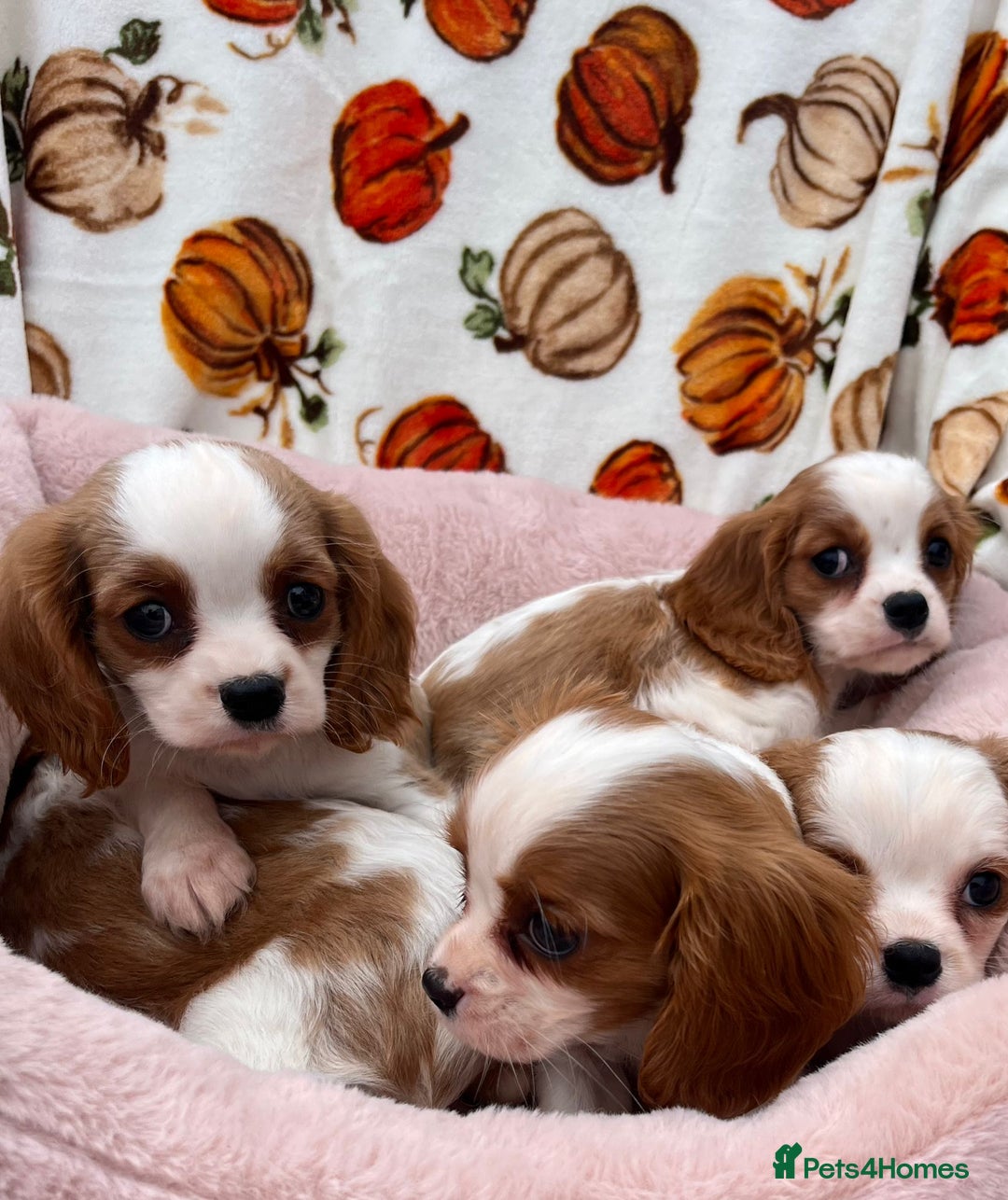 Cavalier King Charles Spaniel dogs for sale: Cavalier king Charles puppy's  - Image 7
