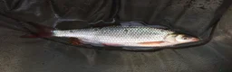 Minnows fish for sale: Native Coarse Fish: Perch, Roach, Rudd, Bream  etc - Advert 2