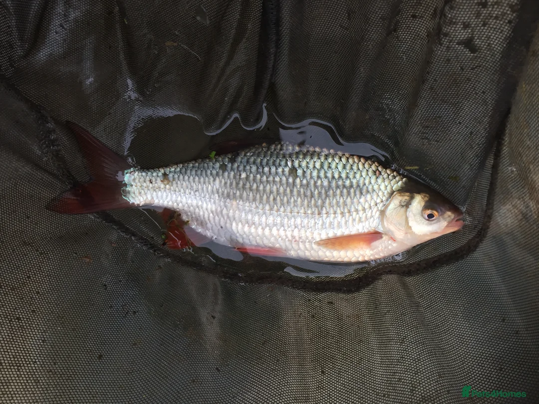 Minnows fish for sale: Native Coarse Fish: Perch, Roach, Rudd, Bream  etc - Advert 2