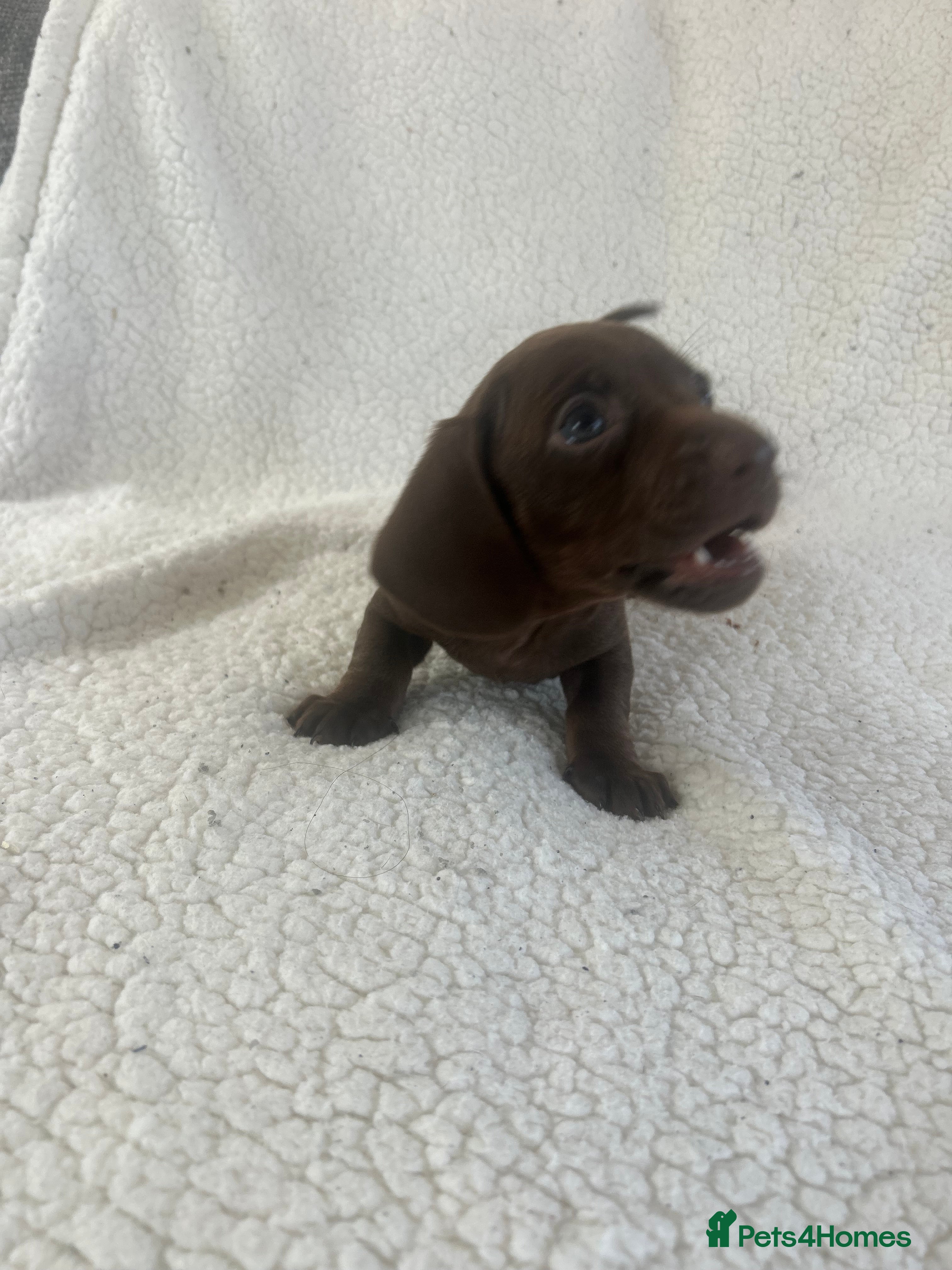 Miniature Dachshund dogs ONLY 4 LEFT Miniature Daschund Boys - Advert 2