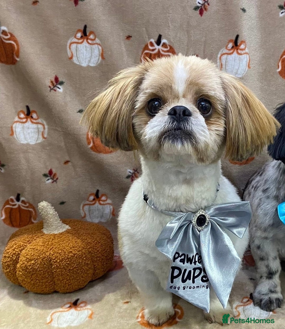 Shih Tzu dogs for sale: 🐾 Sweet Shih Tzu Looking for a Loving Home 🐾 - Image 1