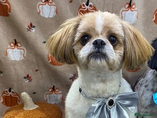 Shih Tzu dogs - Advert 12