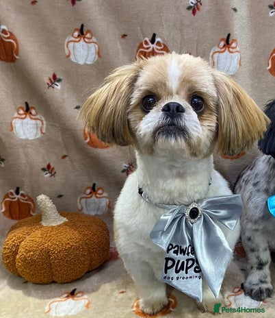 Shih Tzu dogs - Advert 1