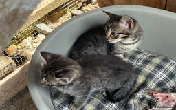 Bengal cats for sale: Beautiful farm reared bengals  - Image 25