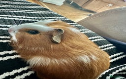 Guinea Pig rodents for sale: 2 sows and 1 boar £15 EACH - Image 1