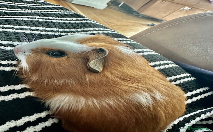 Guinea Pig rodents - Advert 1