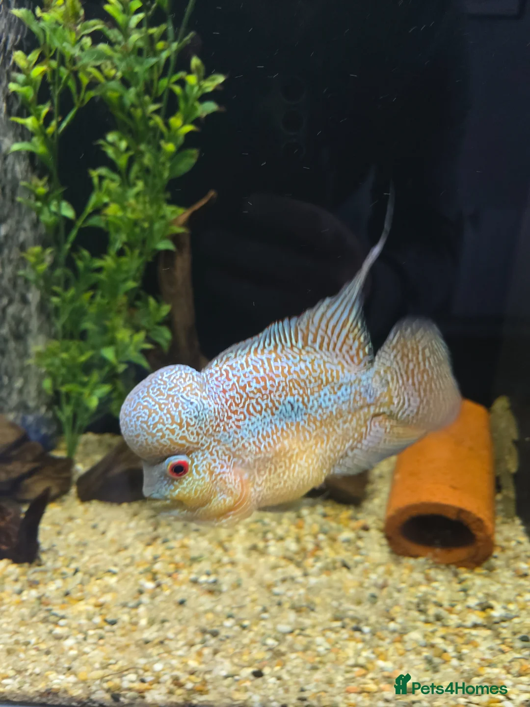 Cichlids fish for sale: Zhen zhu thick pearl flowerhorn  - Advert 2