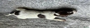 German Wirehaired Pointer 5