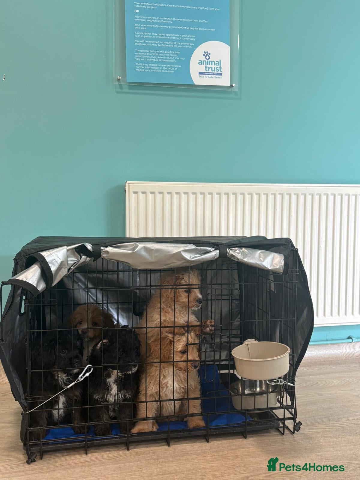Mixed Breed dogs for sale: LAST 3 PUPS! Fluffy frenchies cross ready to leave - Advert 8