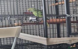 Ringnecks birds for sale: Beautiful Parrot for sale talking parrot - Image 2