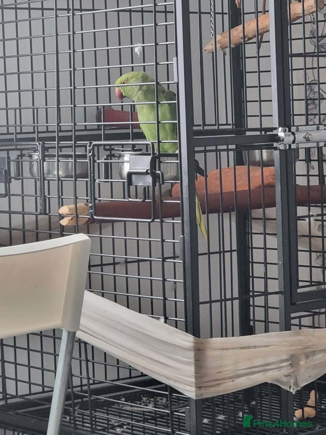 Ringnecks birds for sale: Beautiful Parrot for sale talking parrot - Image 2