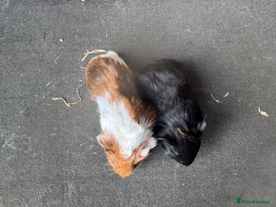 Guinea Pig rodents for sale: Beautiful baby male guinea pigs  - Advert 3