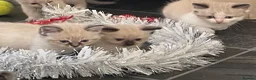 Mixed Breed cats for sale: Adorable fluffy ragdoll x kittens in Okehampton - Advert 12
