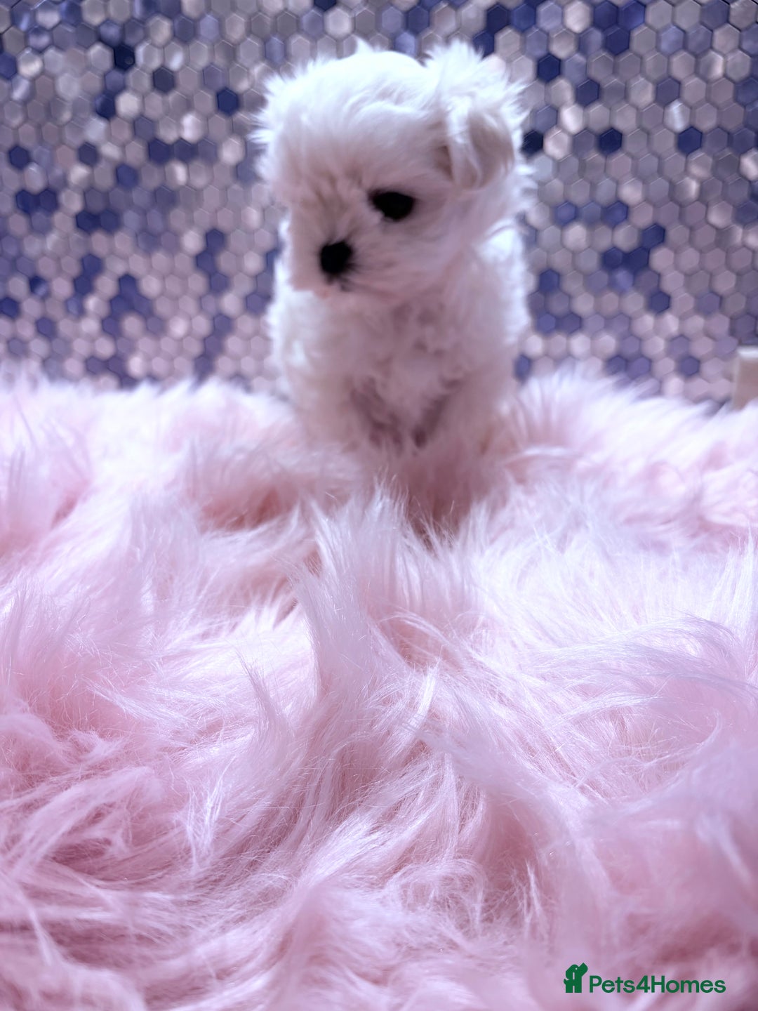 Maltese dogs for sale: ❤️🩵Full Korean Baby pups🩵❤️ - Advert 4
