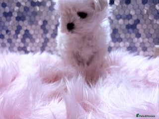 Maltese dogs 🌟🌟Full Korean Baby pups🌟🌟 - Advert 4