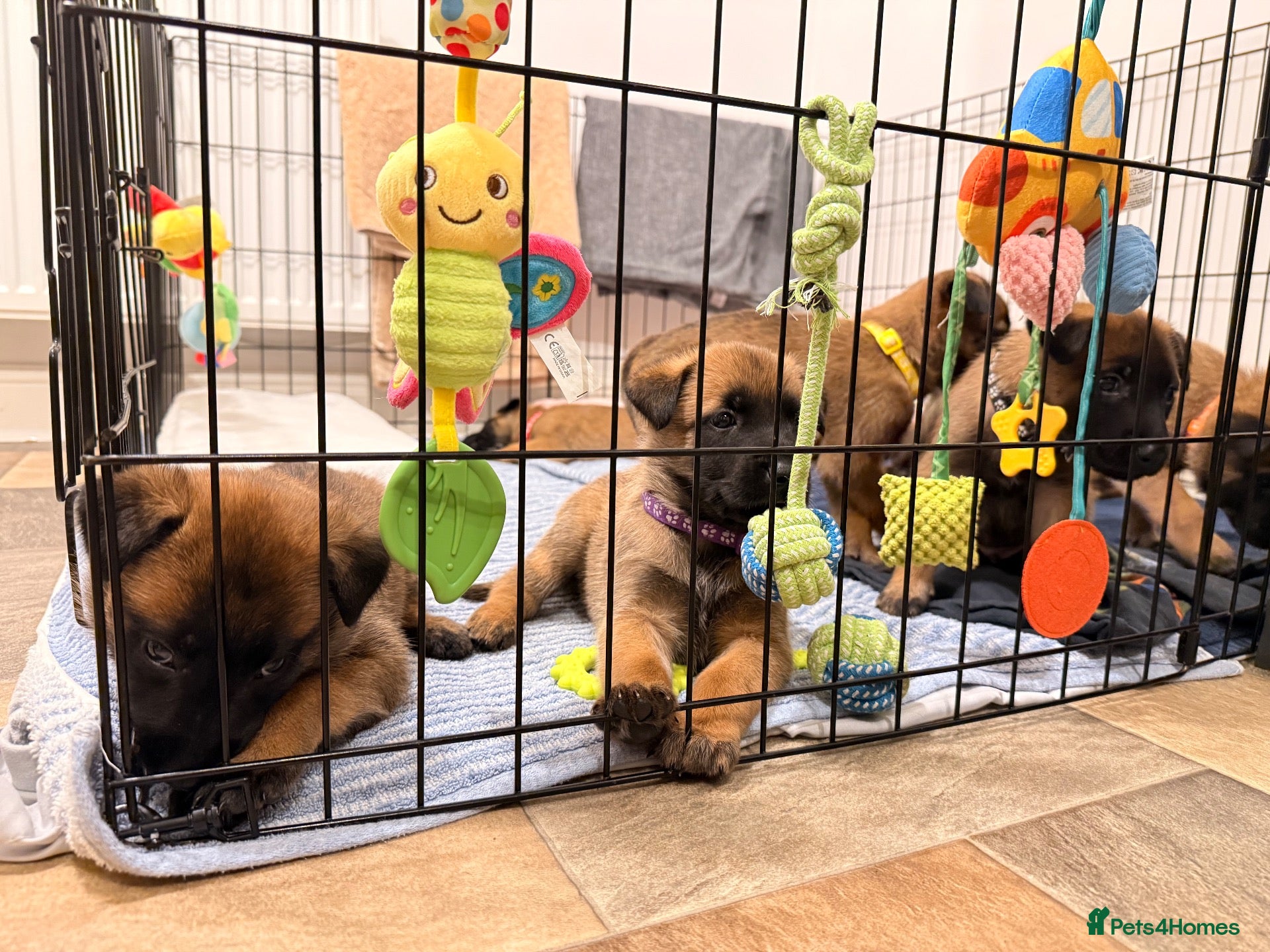 Belgian Shepherd Dog dogs Beautiful KC Registered Belgian Malinois Puppies - Advert 1