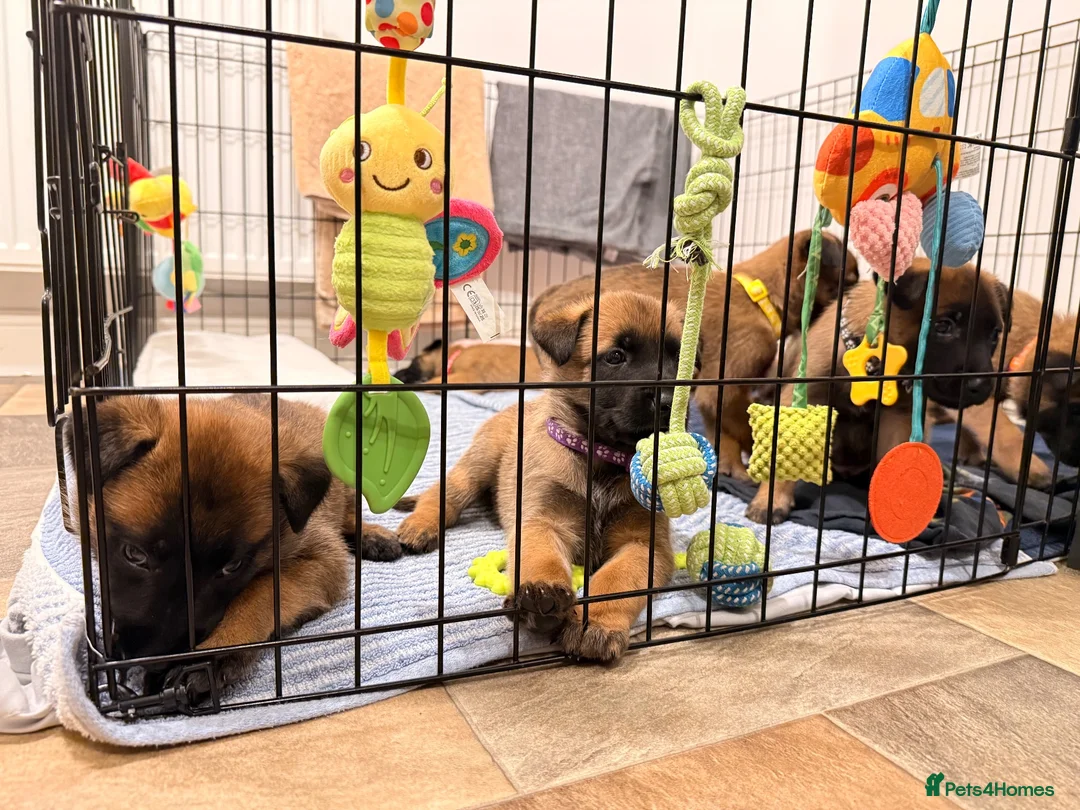 Belgian Shepherd Dog dogs for sale: Beautiful KC Registered Belgian Malinois Puppies - Advert 1